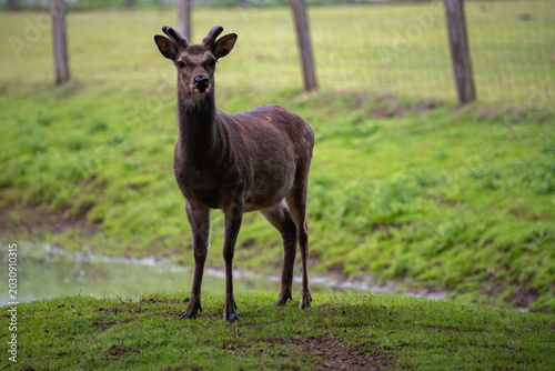 Sika Deer (Cervus nippon) Partially Visible Portrait in Forest