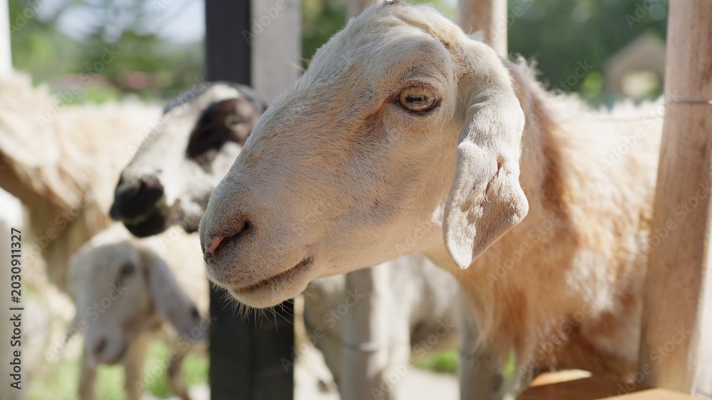 Fototapeta premium A curious sheep with white wool looks through a wooden fence on a sunny farm, a concept for agriculture, livestock farming, and rural life experiences.