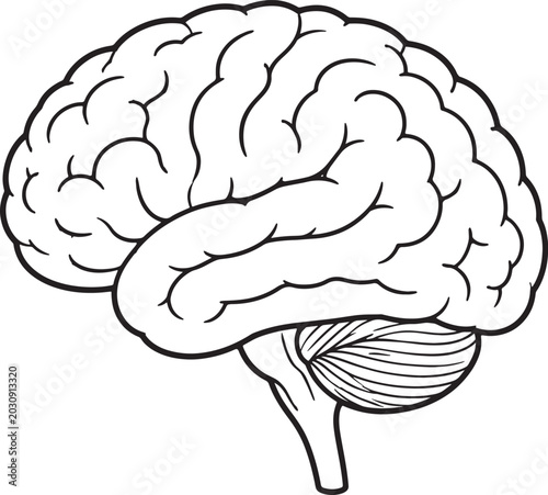 Black and white line of a human brain, showing cerebral cortex and cerebellum also transparent background