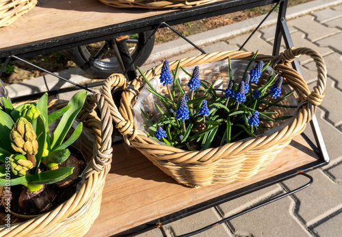 Bild auf Leinwand Blue grape hyacinths grow in a wicker basket on an outdoor flower display beside potted hyacinth bulbs, creating a spring gardening scene with woven texture and seasonal plants