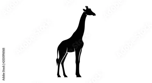 Fototapeta Black silhouette of a giraffe standing.