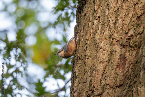 Tableau sur toile Eurasian nuthatch (Sitta europaea) descending oak trunk head-first, Langley Park