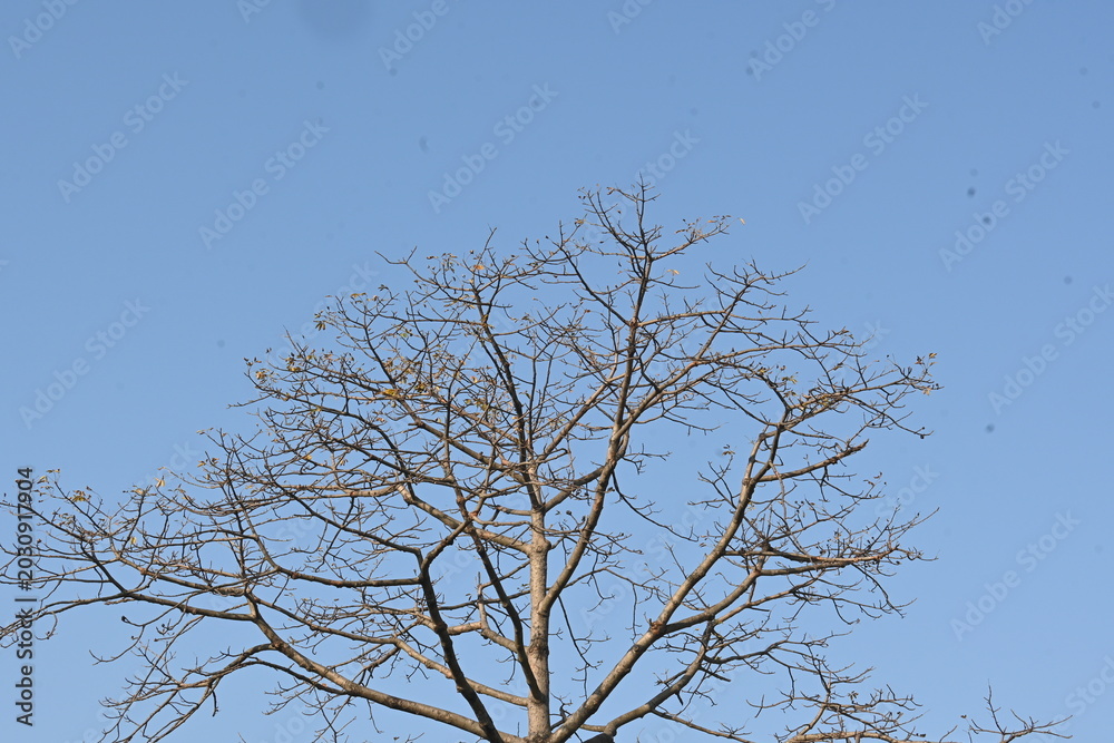 Obraz premium Without Leaves Bombax ceiba tree in the autumn season. Its common name is &nbsp;cotton tree, &nbsp;Malabar silk cotton tree, red silk cotton, red cotton tree, silk cotton, kapok and Ceiba pentandra.