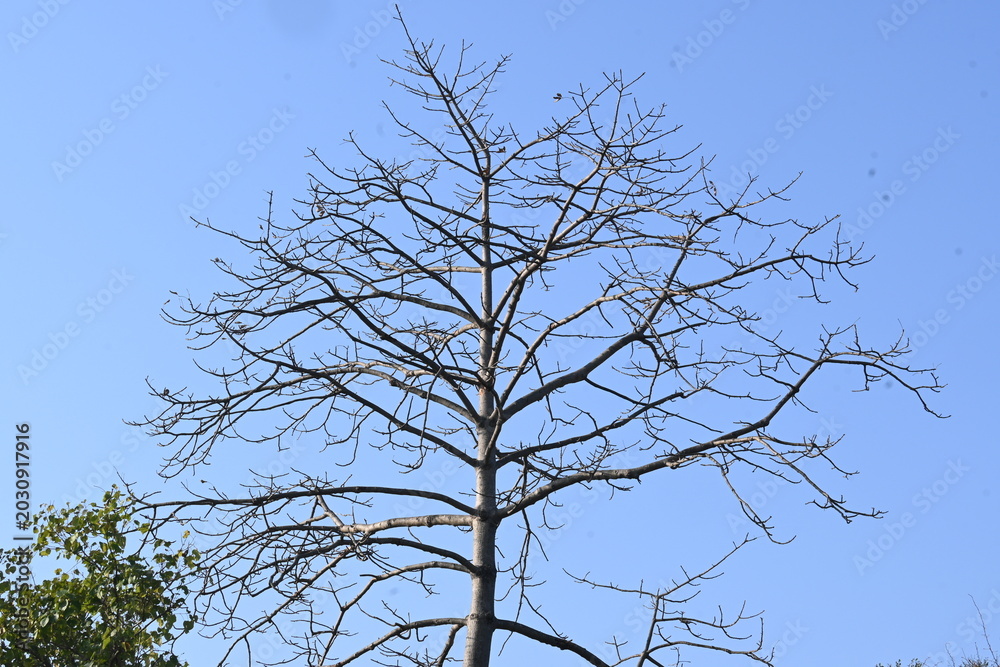 Obraz premium Without Leaves Bombax ceiba tree in the autumn season. Its common name is &nbsp;cotton tree, &nbsp;Malabar silk cotton tree, red silk cotton, red cotton tree, silk cotton, kapok and Ceiba pentandra.