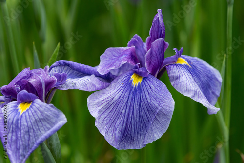 Quadro su tela 花菖蒲
