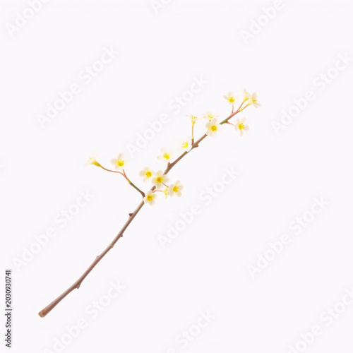 Delicate yellow wildflower sprig with buds on slender stem isolated on white background
