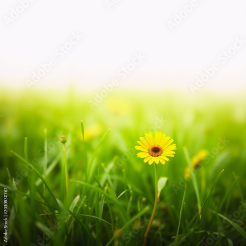 Bright yellow dandelion flower blooming in lush green field with soft natural light