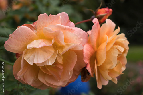 Bild auf Leinwand Westerland roses in Germany