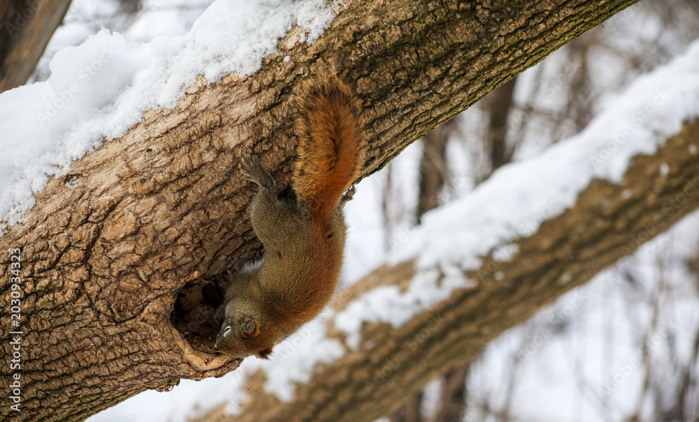 Fototapeta premium Red squirrel climbing into tree hollow in snowy winter forest