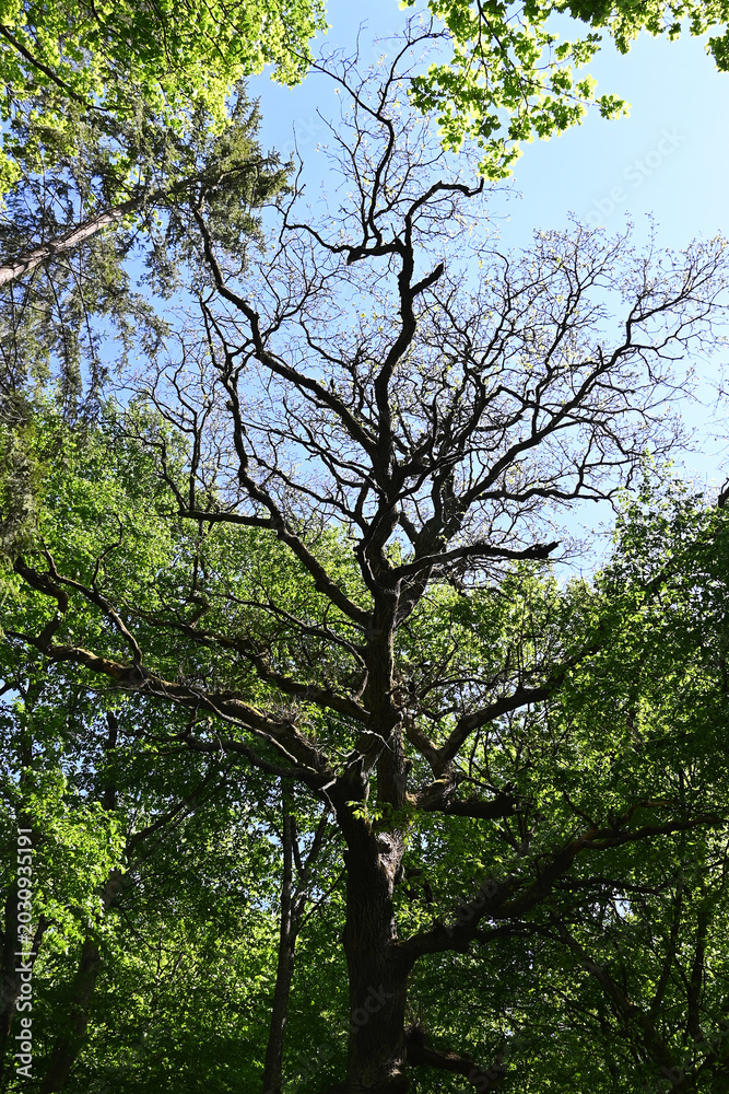 Fototapeta premium Low angle view of a majestic old tree against blue sky in a forest. Nature reserve landscape