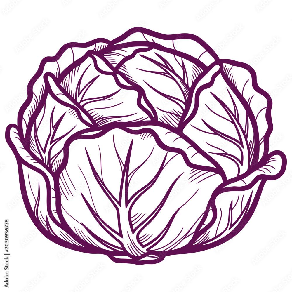 Obraz premium Cozy purple vector illustration of a hand-drawn cabbage head. Detailed doodle style outline drawing of a fresh leafy vegetable