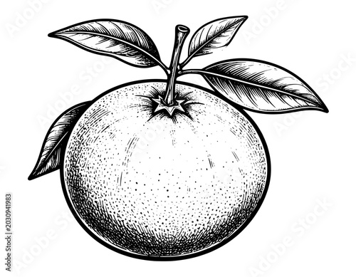 illustration hand drawn orange black and white