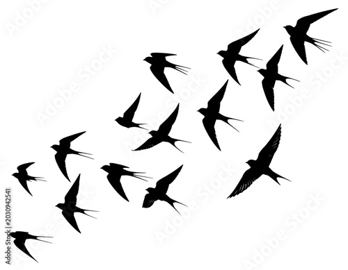 illustration silhouette set birds black and white