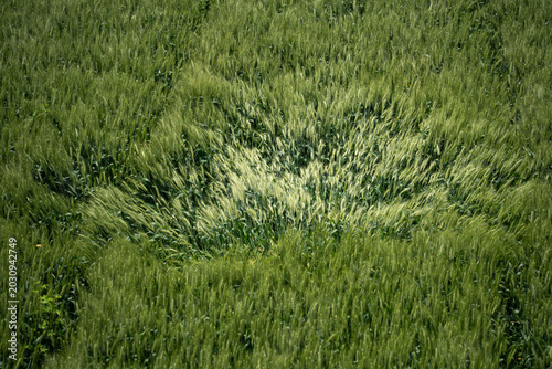 Fotografía Green wheat field swaying in the wind with natural agricultural landscape