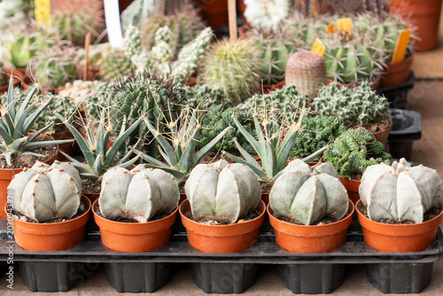 Fotografie Assorted small cactus succulent plants displayed at garden marketplace stall
