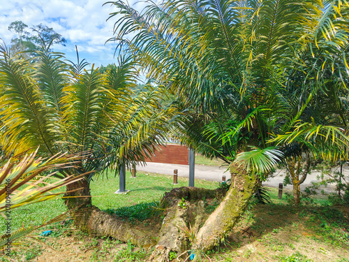 Photography Malayan fern palm tree growing in lush tropical botanical garden landscape in at Kepong Botanic Gardens  (Taman Botani Kepong ),  Kuala Lumpur, Malaysia