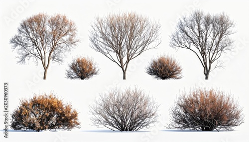 Bare branches of deciduous trees and dry shrubs against white
