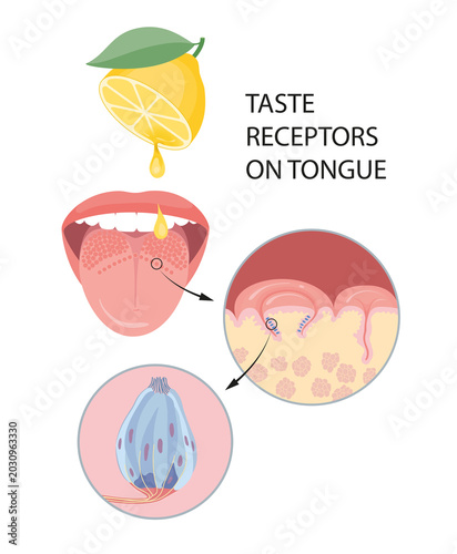 Taste receptors on tongue