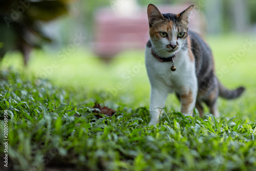 Bild auf Leinwand A cute, playful cat lies on the green grass outdoors, enjoying the summer sun, displaying innocence, friendship, gentleness, curiosity, and an adorable natural charm