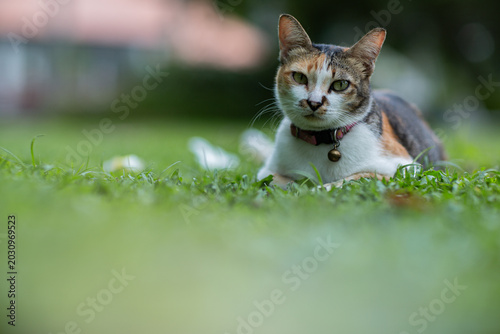 Foto A cute, playful cat lies on the green grass outdoors, enjoying the summer sun, displaying innocence, friendship, gentleness, curiosity, and an adorable natural charm