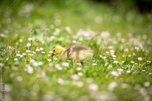 Foto A young gosling foraging in a field of daisies