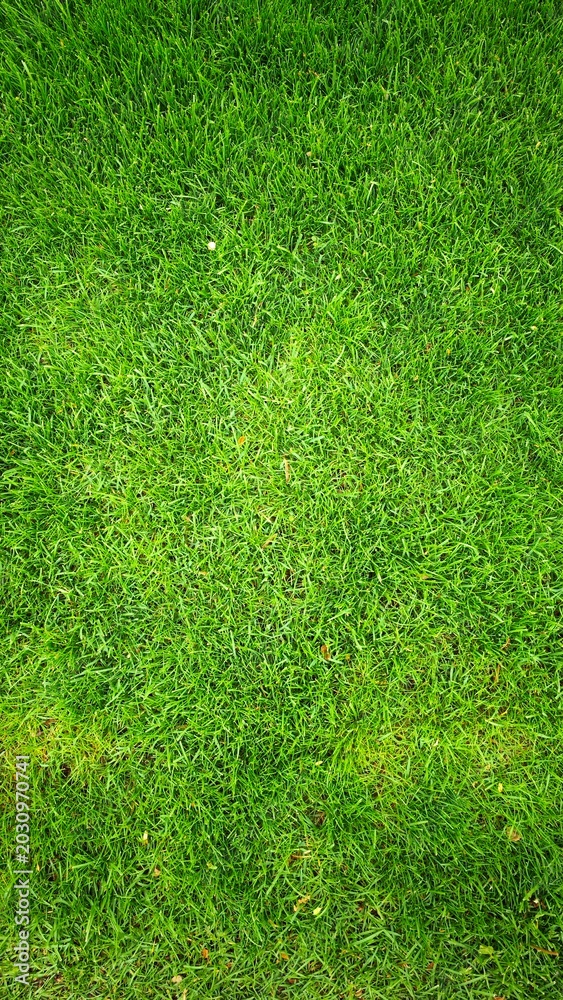 Obraz premium Lush green grass covering the ground, showcasing a vibrant and healthy lawn. The texture is smooth and uniform, ideal for outdoor activities.