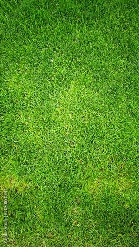 Lush green grass covering the ground, showcasing a vibrant and healthy lawn. The texture is smooth and uniform, ideal for outdoor activities.