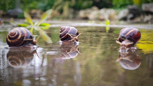 Photos Three brown garden snails crawl on the surface of a calm pond