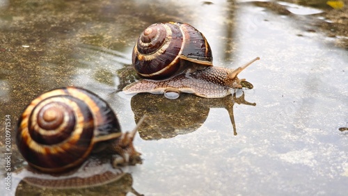 Schilderij op canvas Two brown garden snails crawl on a wet surface