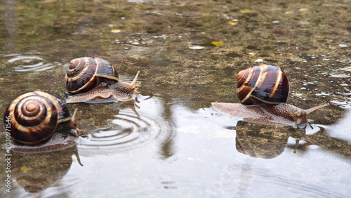 Konstfotografi Three brown garden snails crawl on wet stones near a pond