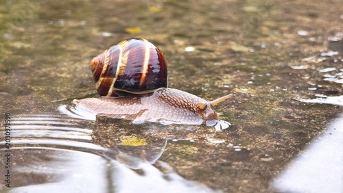 Obraz na płótnie A brown garden snail with a striped shell moves slowly across a wet surface