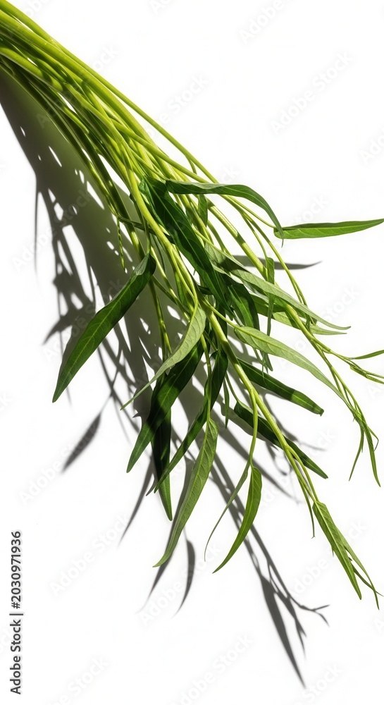 Fototapeta premium Vibrant Green Willow Branches Artfully Placed Against White Background