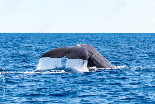 Majestic sperm whale tail diving into the deep blue ocean in the Azores