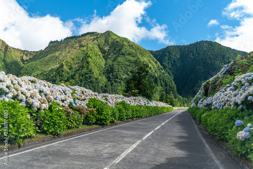 Scenic empty road lined with blooming blue hydrangeas leading to lush green mountains in Sao Miguel Azores