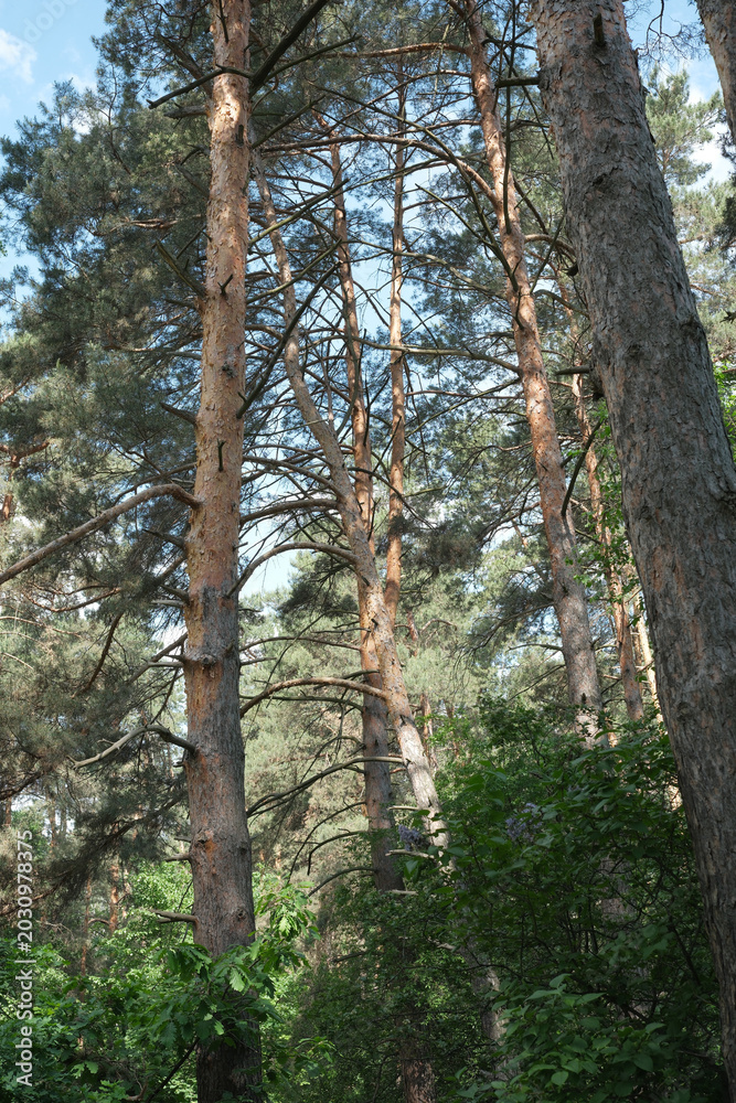 Fototapeta premium Tall pine trees reaching for the bright blue sky in a serene forest