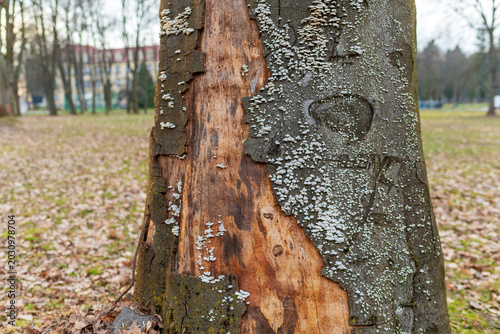 Tableau sur toile Close up of damaged tree trunk with peeling bark, exposed wood, and clusters of white bracket fungus growing across the surface
