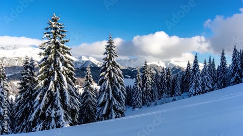 Snowy coniferous forest on a mountain slope under a bright blue sky with clouds