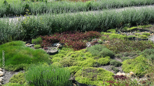 Vibrant garden landscape bursting with colorful greenery and textures