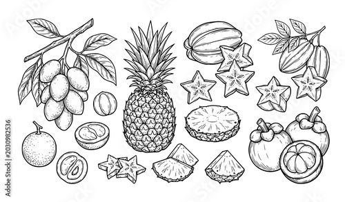 Foto Tropical fruit hand drawn vector set with kepundung pineapple carambola and mang