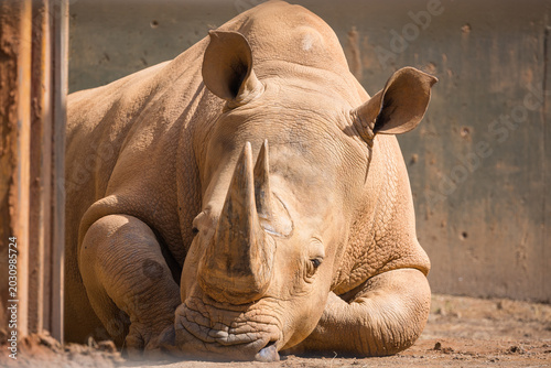 Bild auf Leinwand Southern White Rhino native to central and Southern Africa
