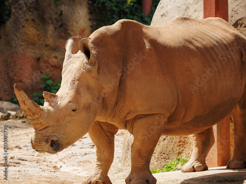 Foto Southern White Rhino native to central and Southern Africa