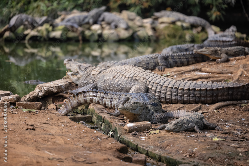 Fototapeta premium Crocodile (Crocodylidae) near water body at forest.