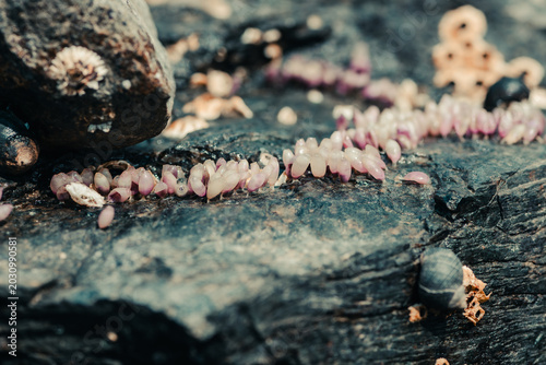Foto Dog whelks and eggs on rocks