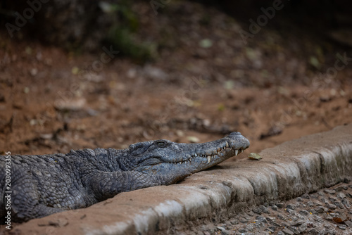 Crocodile (Crocodylidae) near water body at forest.