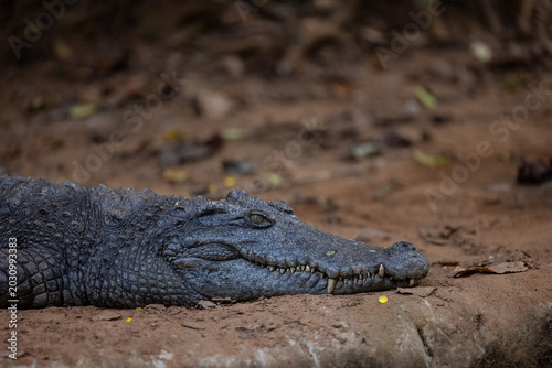 Fotografie Crocodile (Crocodylidae) near water body at forest.