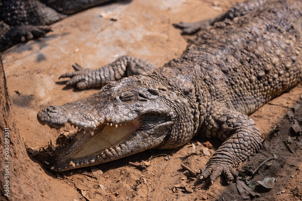 Fototapeta premium Crocodile (Crocodylidae) near water body at forest.