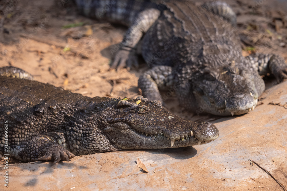 Fototapeta premium Crocodile (Crocodylidae) near water body at forest.