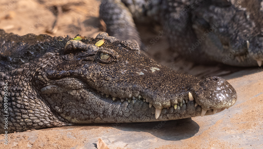 Fototapeta premium Crocodile (Crocodylidae) near water body at forest.