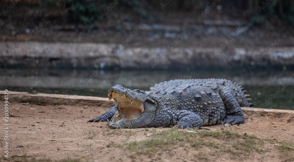 Fototapeta premium Crocodile (Crocodylidae) near water body at forest.