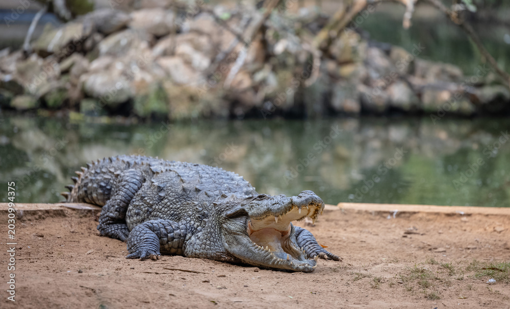 Obraz premium Crocodile (Crocodylidae) near water body at forest.